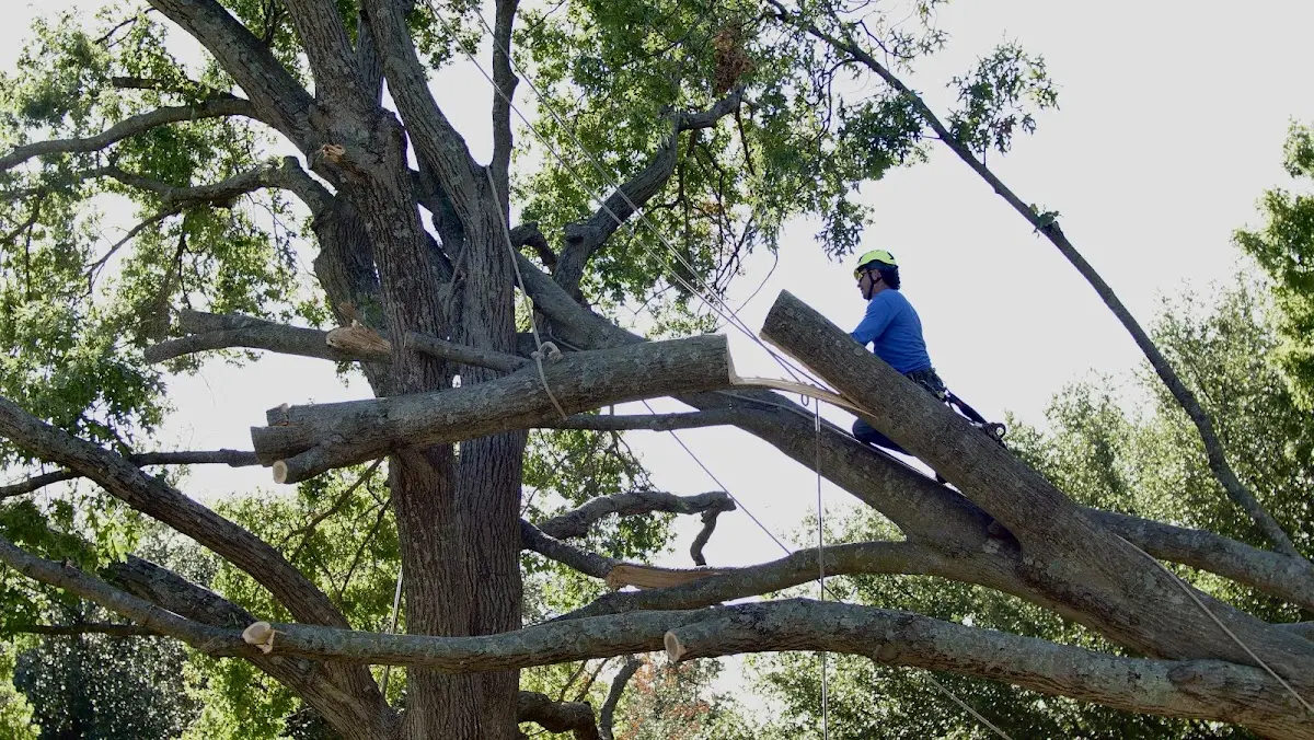 Professional Hazardous Tree Removal performed by certified arborists in Erie